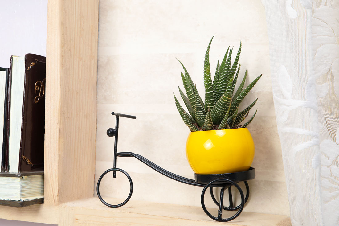 Order Non-Fussy Haworthia Plant