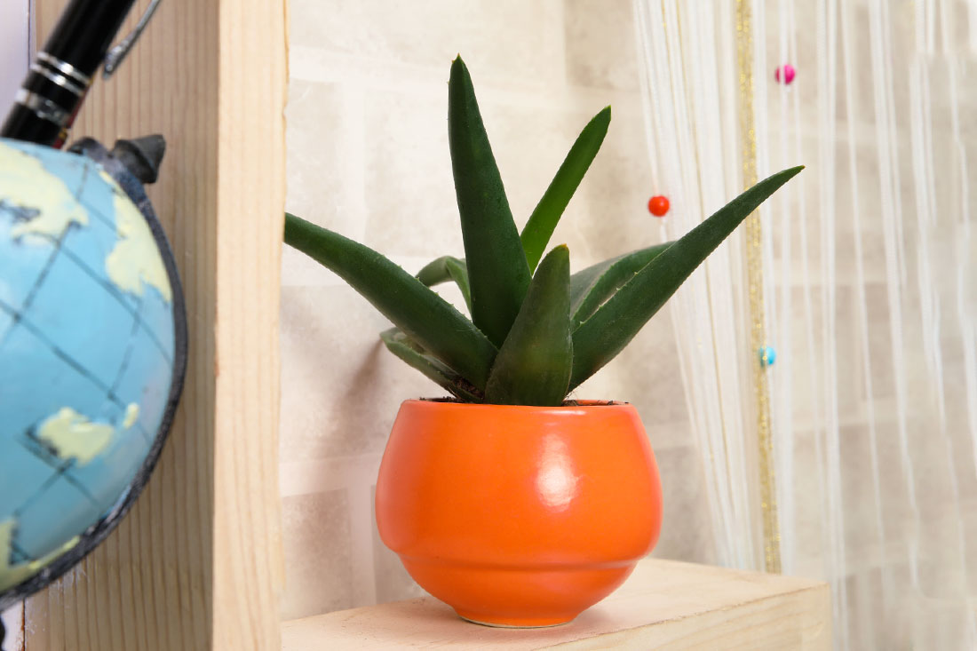 Order Stunning Aloe Vera Plant Online
