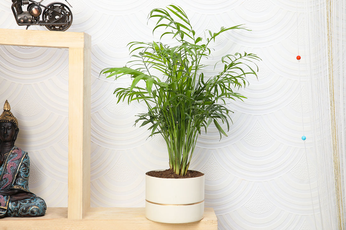 Humidifier Chamaedorea Plant