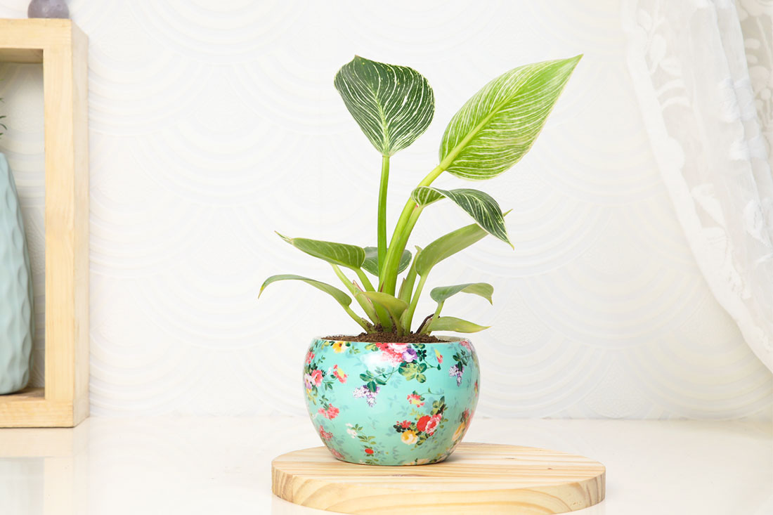 Order White Philodendron Houseplant Online