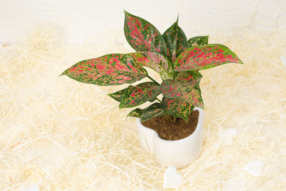 Send Stunner Pink Aglaonema Plant