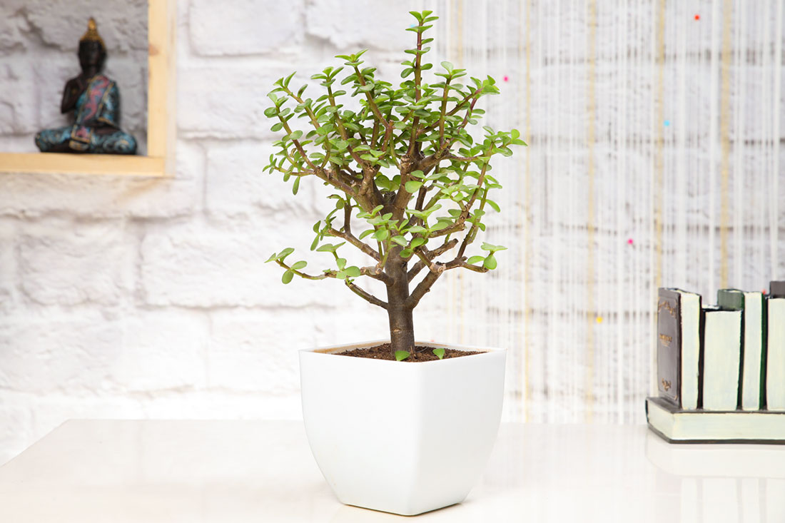Excellent Jade Plant Buy Online