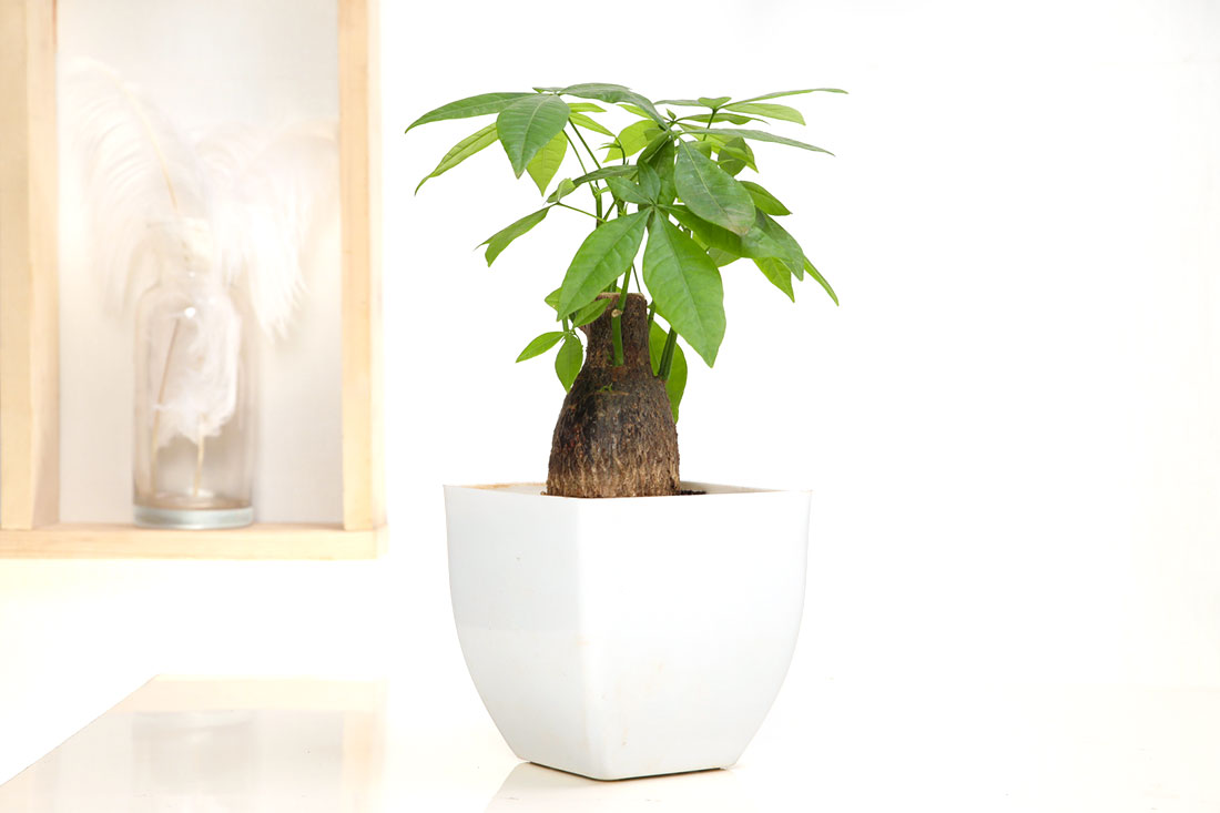 Admirable Pachira Plant Send Now