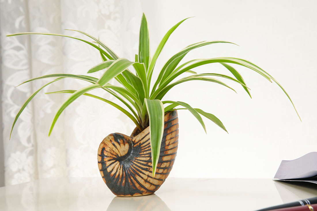 Air Purifying Spider Plant: Order Online