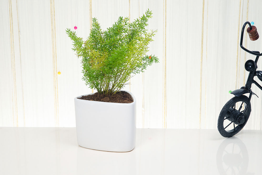 Ornamental Asparagus Plant