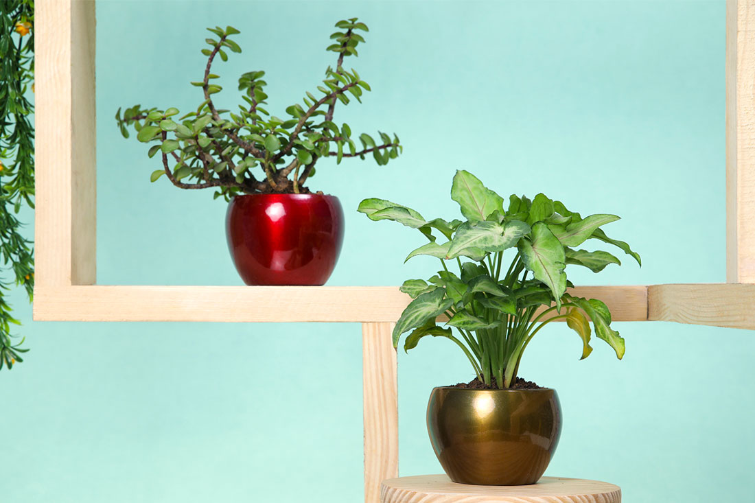 Order Love Bundle Plant Combo