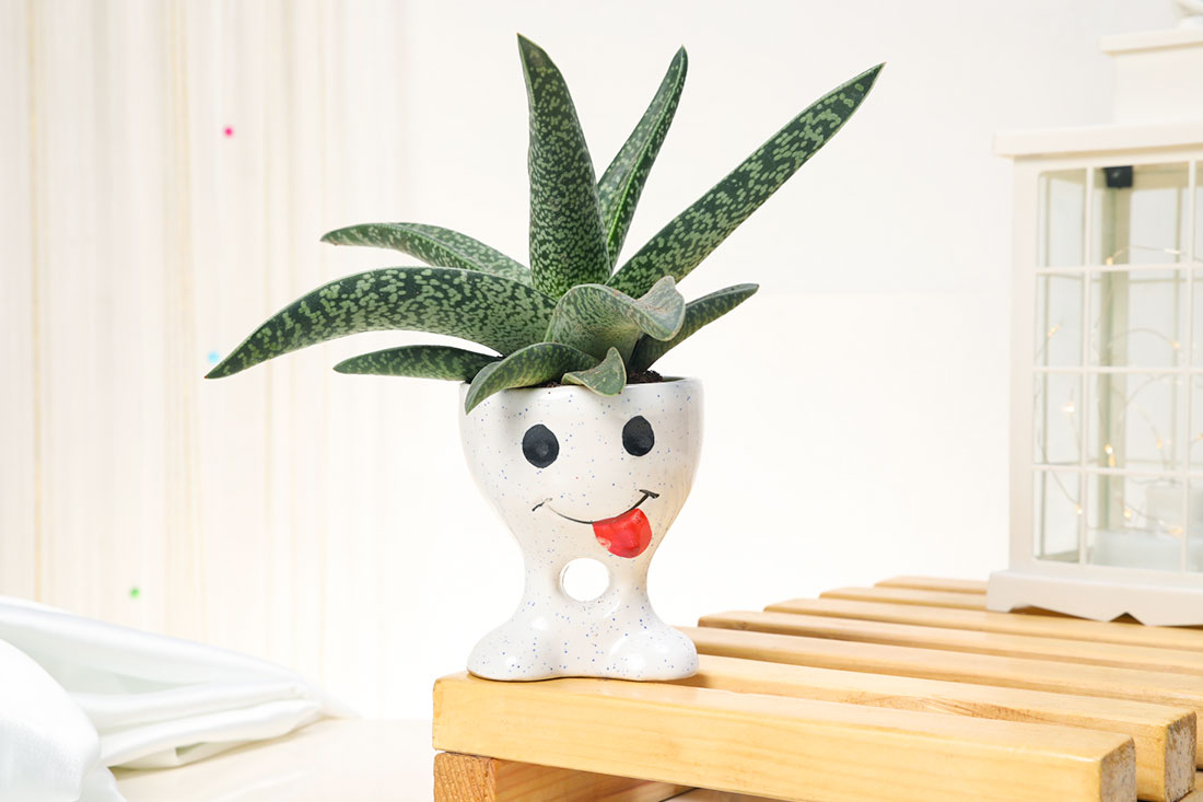 Aloe Vera Indoor Plant with Pot