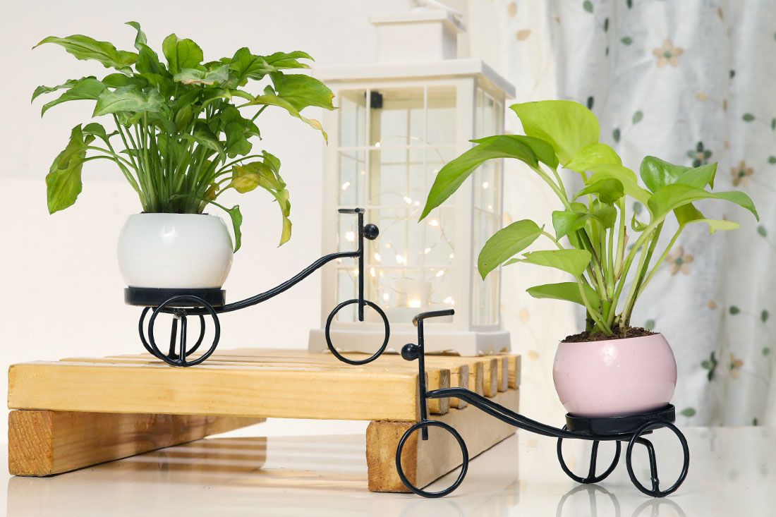Order Versatile Plant Combo