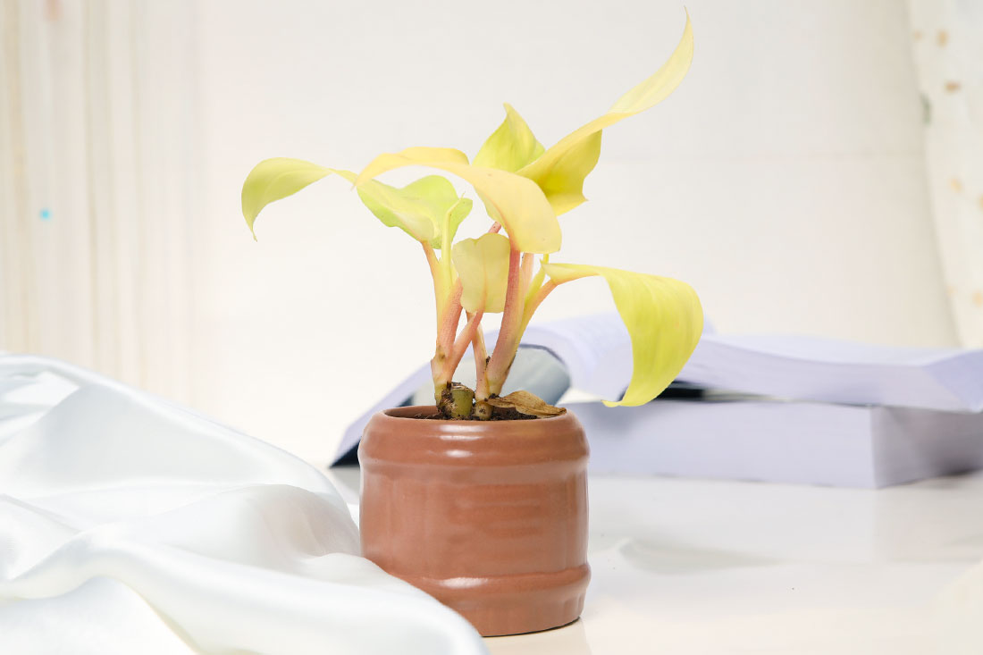 Golden Philodendron Plant Online