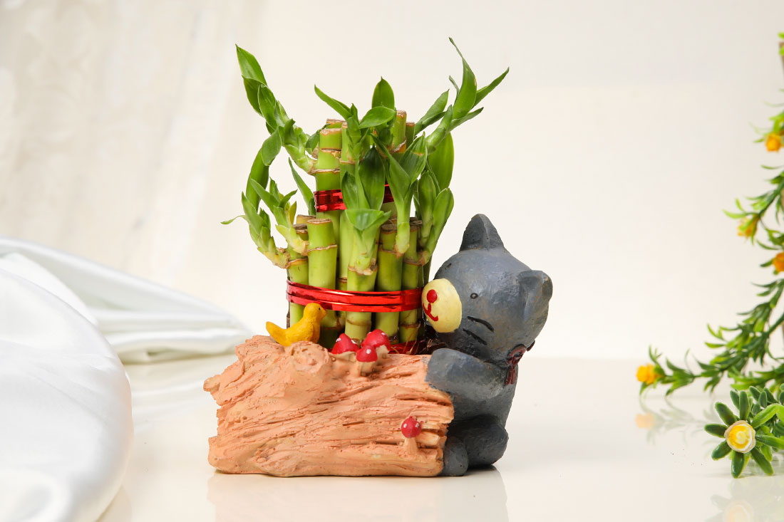 Order Cute Bear with Lucky Bamboo