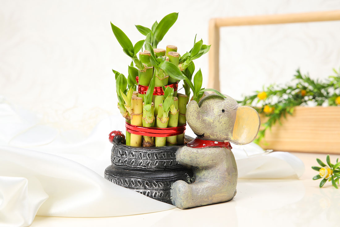 Send Lucky Bamboo Plant in Baby Elephant Pot Online