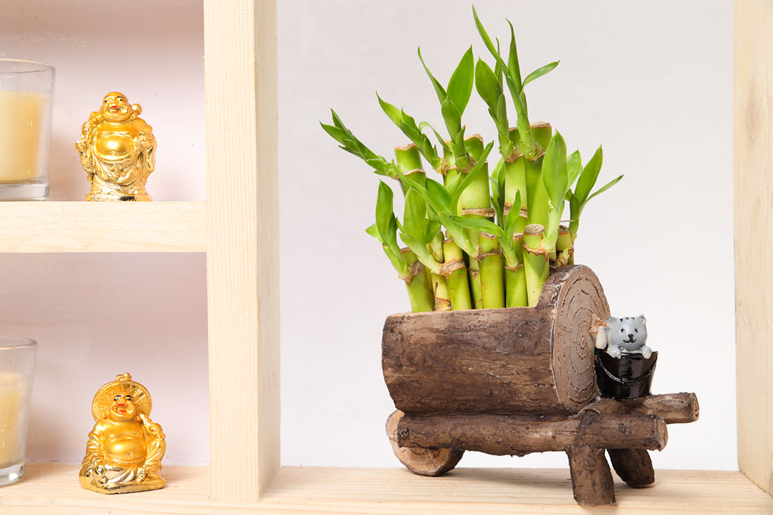 Lucky Bamboo In Wood Trolly Order Now