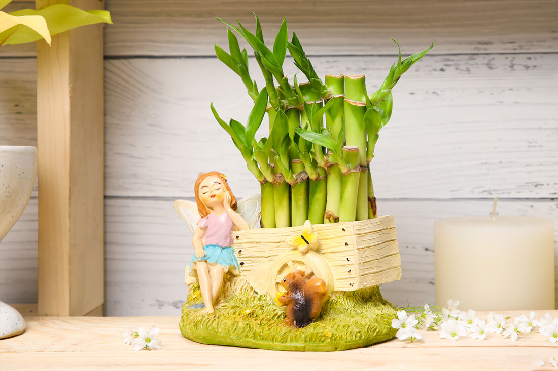 Lucky Bamboo In Fairy's Basket