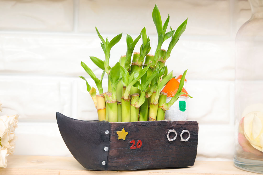 Buy Good Luck Lucky Bamboo In Ship Online