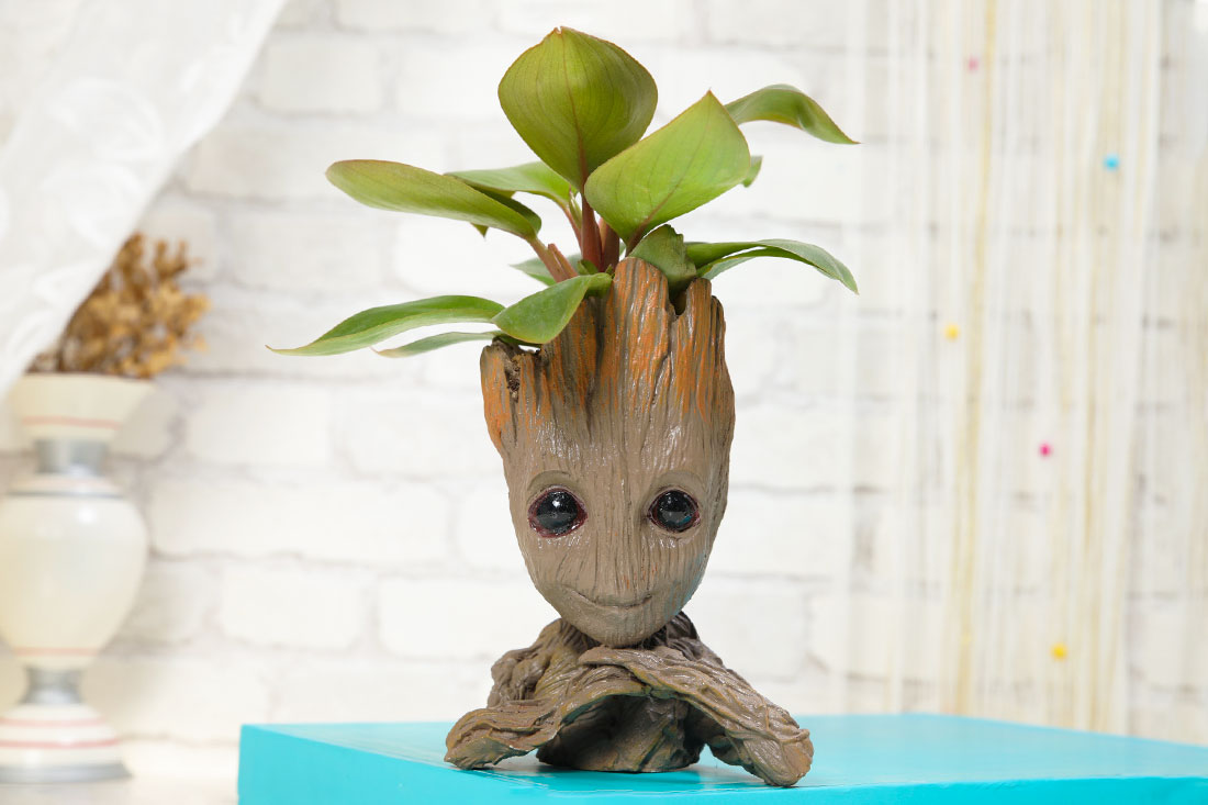 Groot Philodendron Plant Send Now