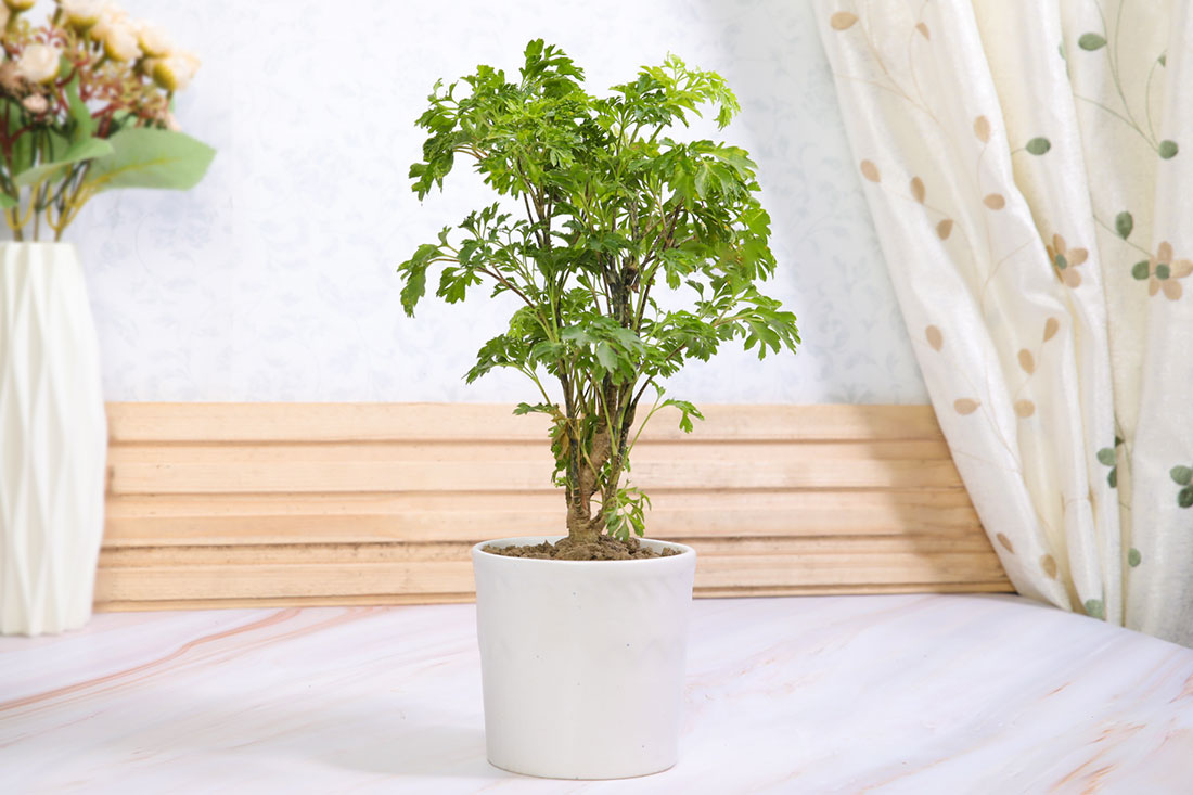 Send Green Aralia in White Vase
