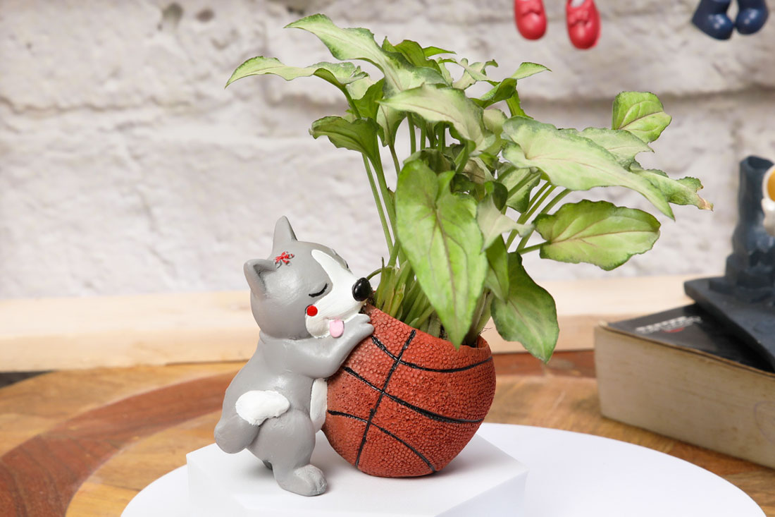 Syngonium Neon Plant with Pot for Indoor Buy Online