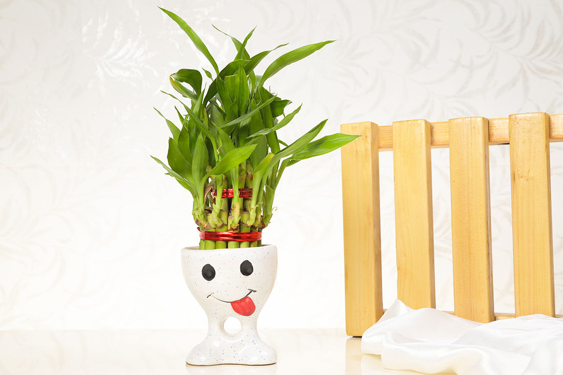 Buy Positive Vibes Lucky Bamboo Online