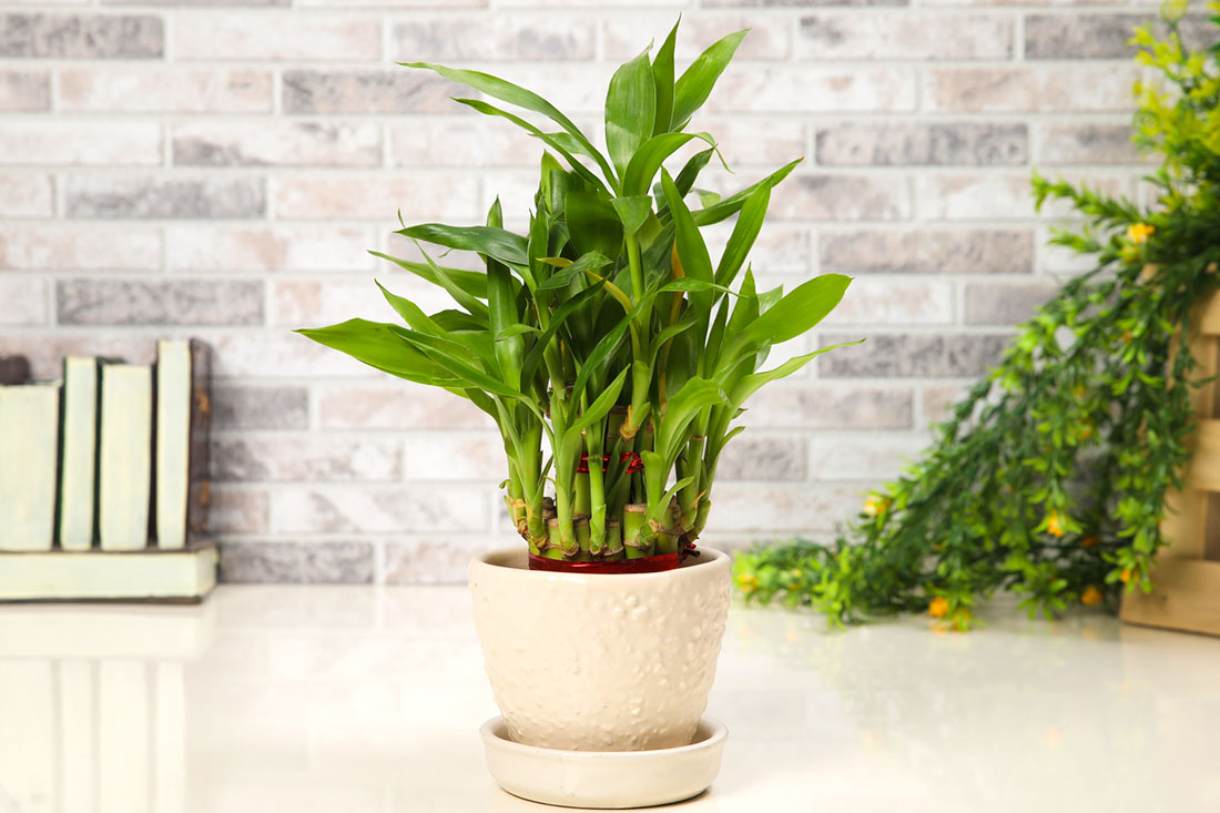 Order Green Living Lucky Bamboo Online