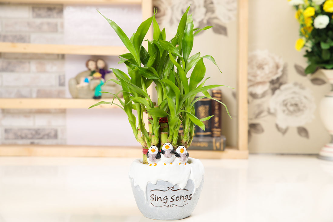 Buy Add Charm Lucky Bamboo Online