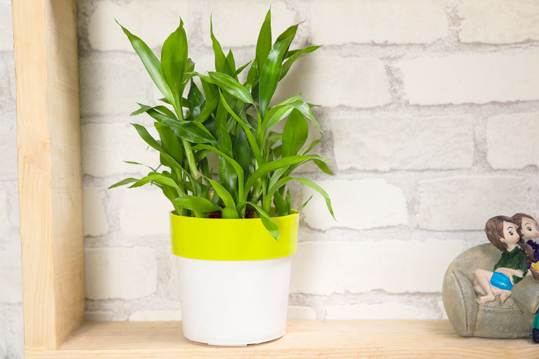 Utmost Purity Lucky Bamboo Send Now