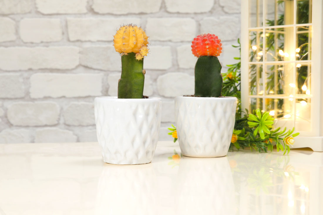Moon Cacti Beauty