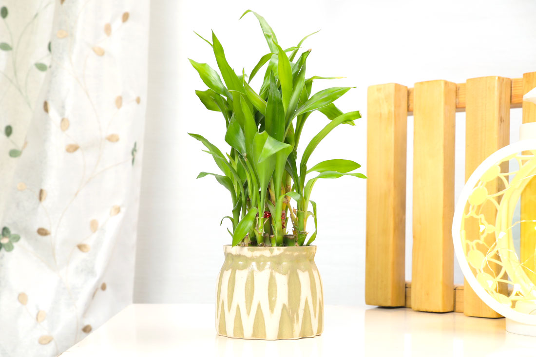Order Wish Good Luck Bamboo Online