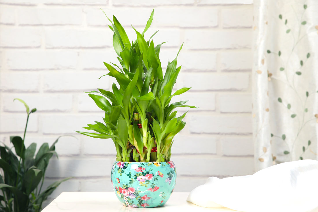 Happy Living Bamboo Plant Buy Online
