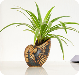 Air Purifying Plant