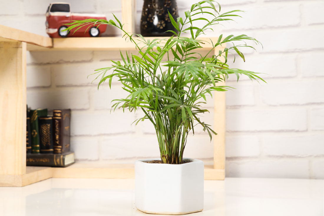 Attractive Chamaedorea in Ceramic Pot