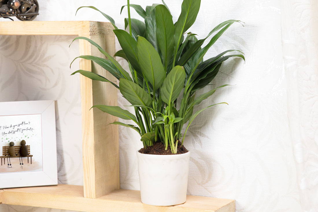 Order Peace Lily Plant in Pot Online