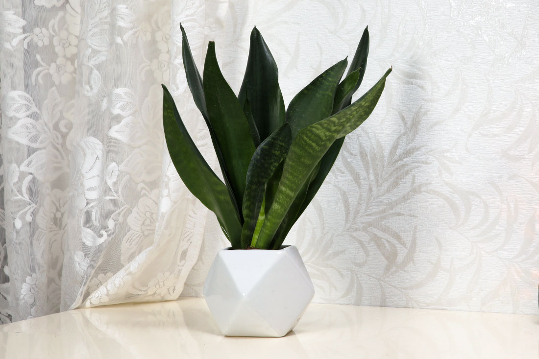 Send The Most Appealing Snake Plant Online