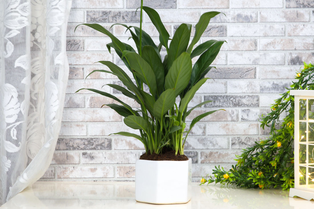 Peace Lily Plant Delivery Online
