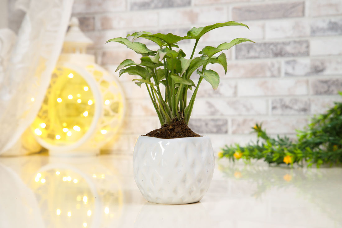 Send Pleasing Syngonium Plant in A Pot Online