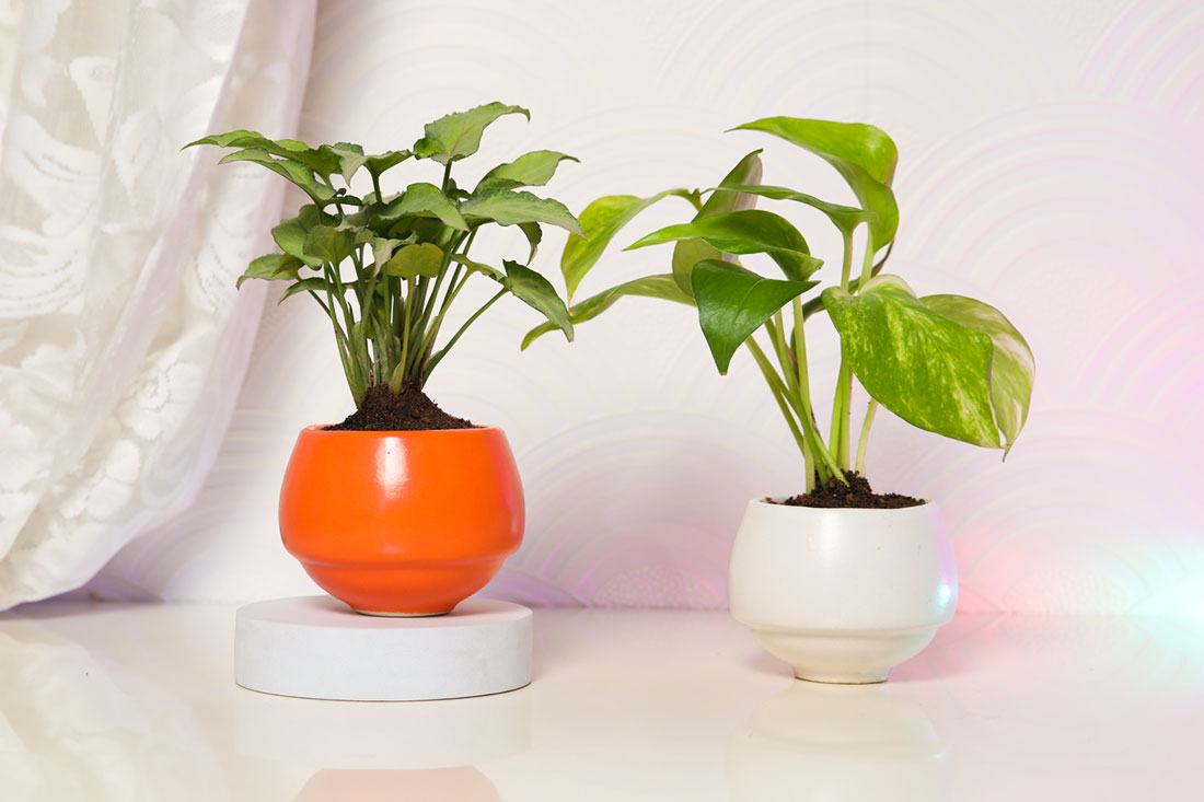 Buy Syngonium and Money Plant Combo