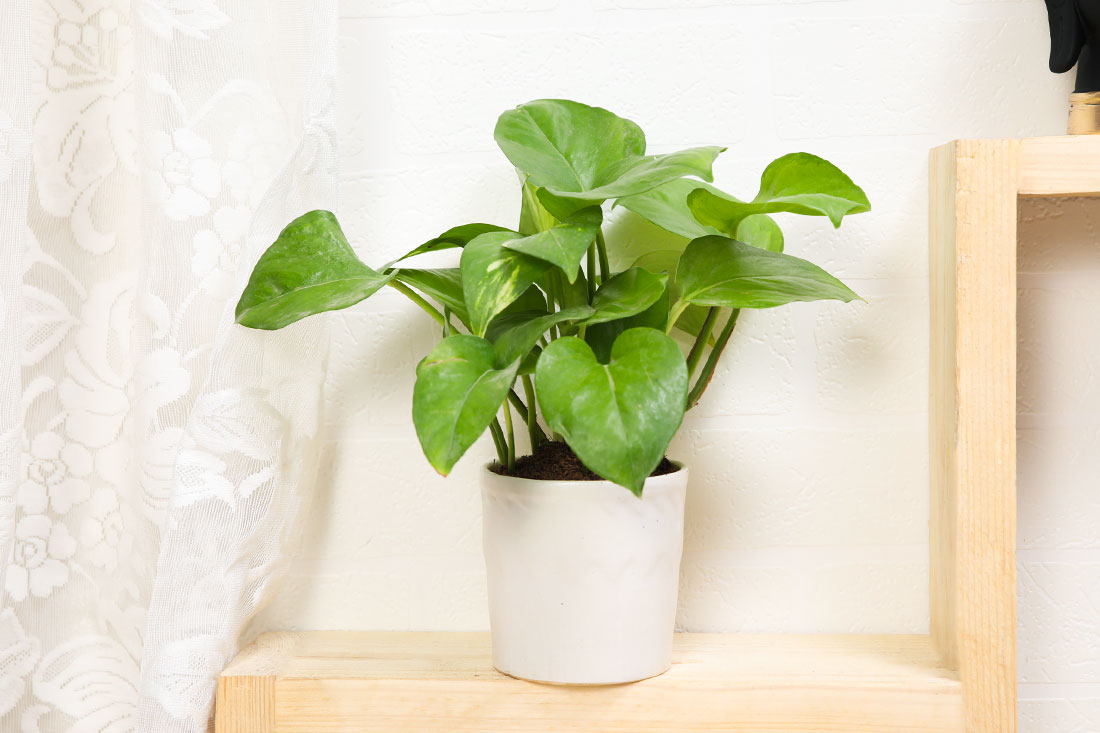 Lucky Green Money Plant Order Now