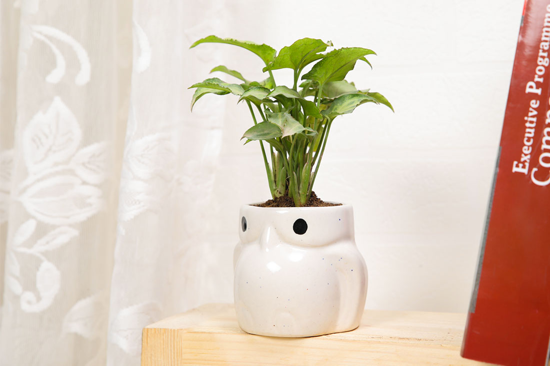 Syngonium Plant: Order Online