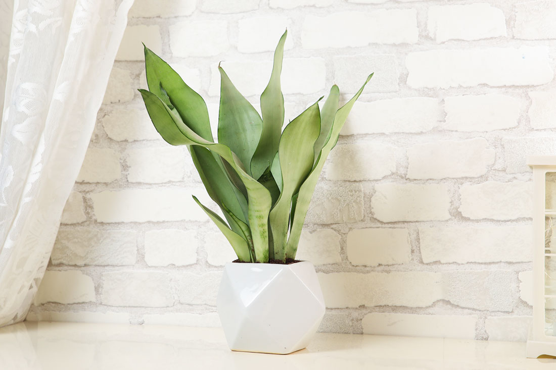 Order Snake Plant in Ceramic Vase Online
