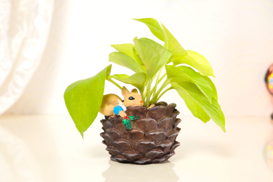 Order Golden Money Plant in Squirrel Coconut Online