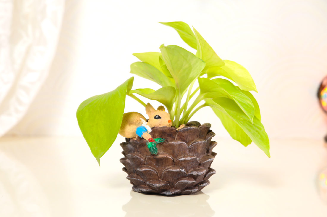 Send Golden Money Plant in Squirrel Coconut