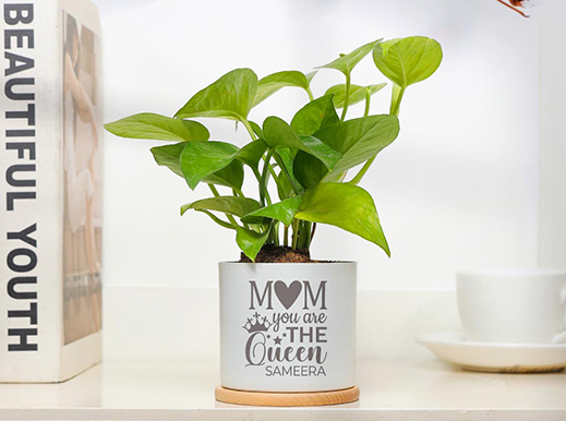 Mothers Day Plants
