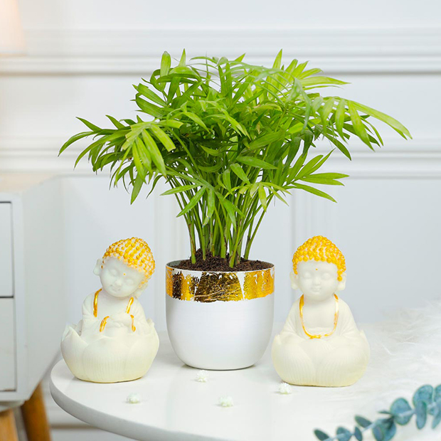 Order Plants For Mothers Day