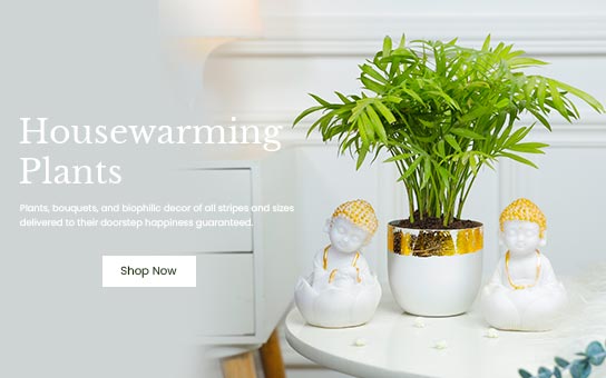 Gift Plants Online | Online Plant Delivery | Buy Plants Online | Unreal Gift