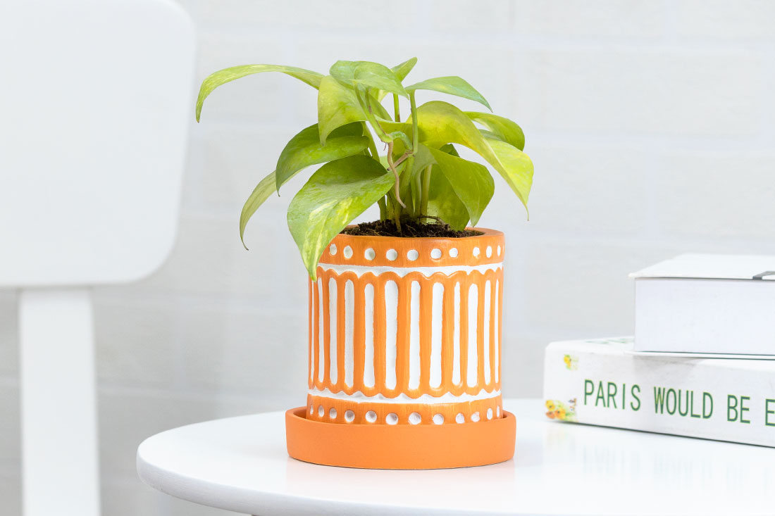 Ceramic vase holding money plant