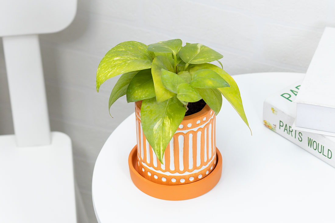 Ceramic vase holding money plant