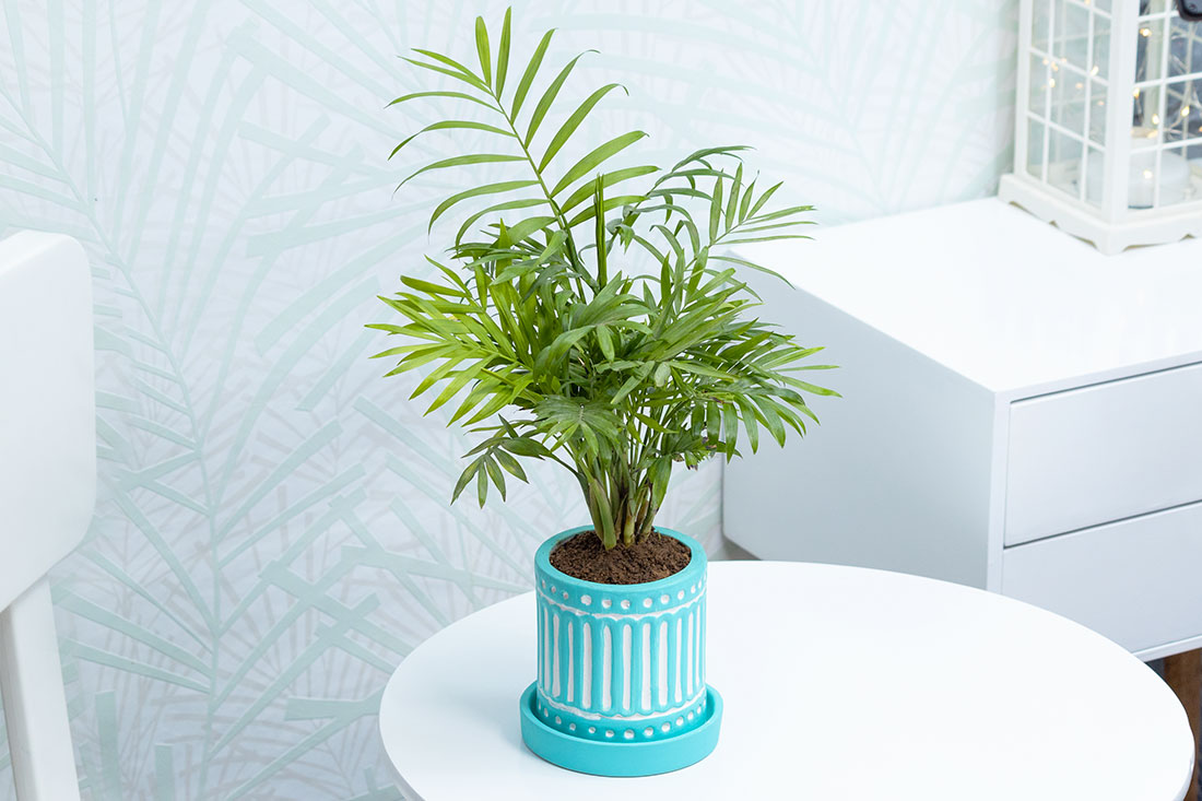 Buy Charming Chamendora plant Online