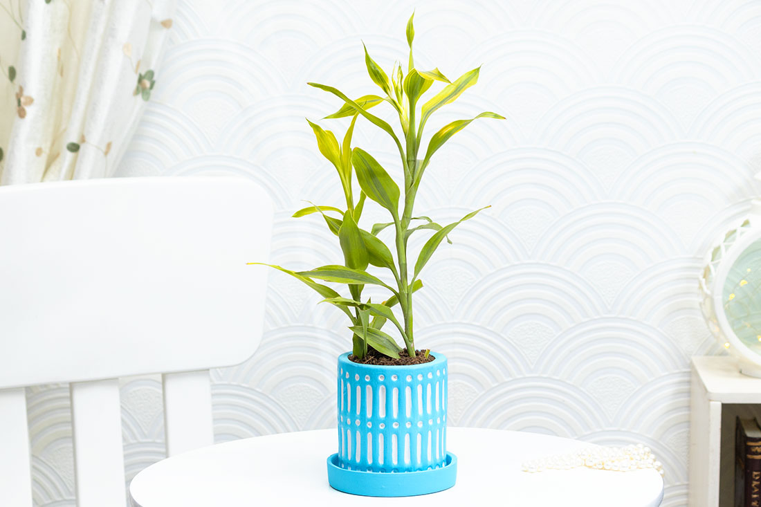 Charming lucky bamboo plant