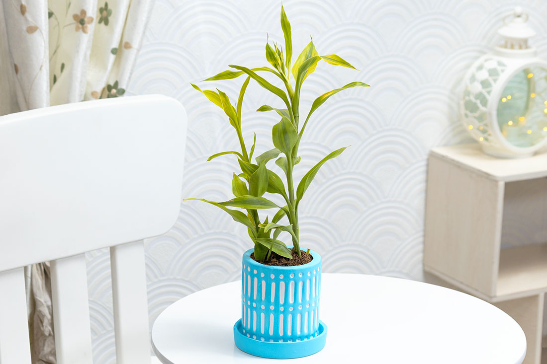 Charming lucky bamboo plant