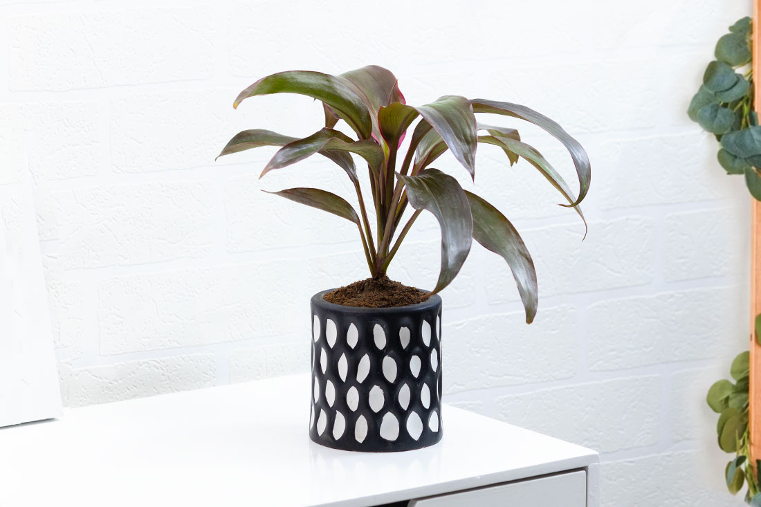 Daring Dracaena Mahatma plant