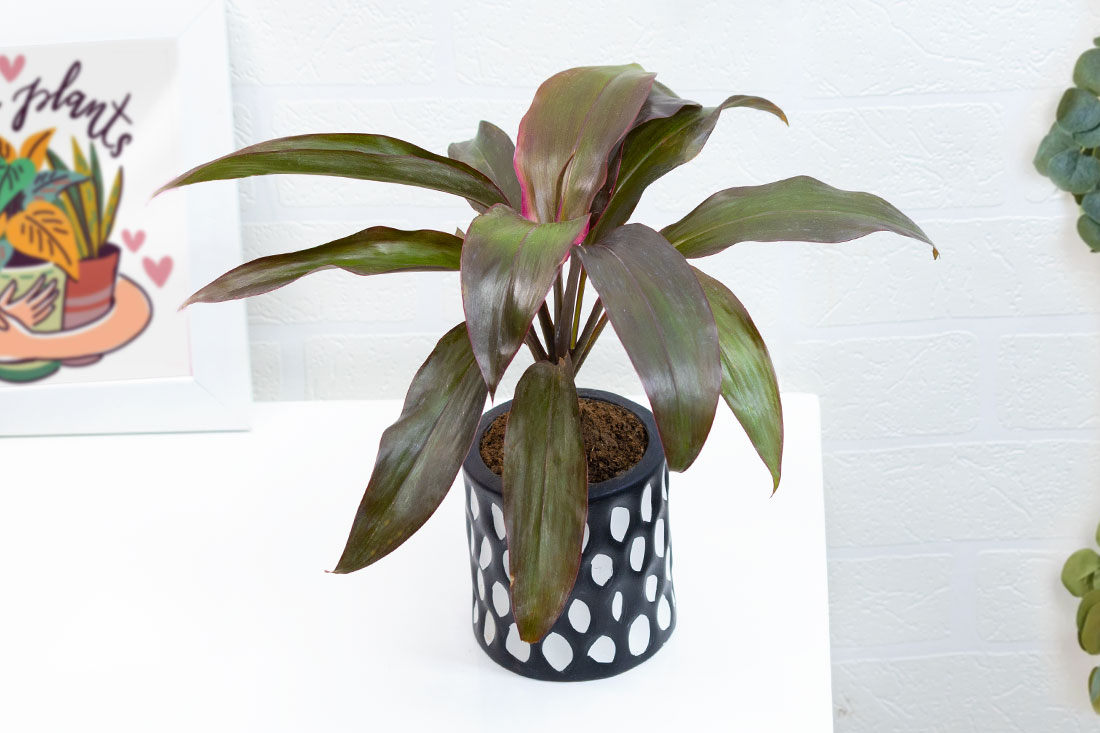 Daring Dracaena Mahatma plant